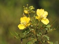 Beautiful Indian yellow color wild flower Caesalpinia flowering in a nature background Royalty Free Stock Photo