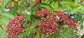 Beautiful red indica leea flowers