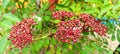 Beautiful red indica leea flowers