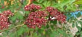 beautiful red indica leea flowers
