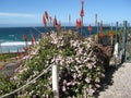 Beautiful flowers blooming at the seaside, Capetown