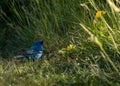 Beautiful Indigo bunting bird on a field