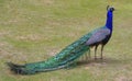 Beautiful Indinan Blue Peacock Royalty Free Stock Photo