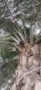Beautiful Indonesian palm oil trees