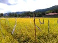 Beautiful Indonesian Ricefield in the village