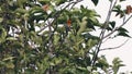 Beautiful Indonesian Wild Bird Grain Eaters on a beautiful dry branch