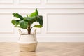 Beautiful indoor banana palm plant on floor in room, space for text. House decoration