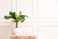 Beautiful indoor banana palm plant on wooden commode in room, space for text. House decoration