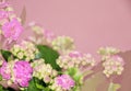 Indoor pink flowers on a lilac background