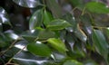 A beautiful indoor plant grown at home, Ficus benjamina