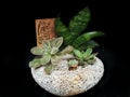 Beautiful Indoor Plant Succulent Dish Pot with Quotation. Sanseveria, Dorris Taylor, Indica