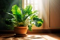 beautiful indoor plant in sun shine near dark wall in room