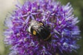 A beautiful industrious insect a bee