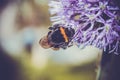 A beautiful industrious insect a bee Royalty Free Stock Photo