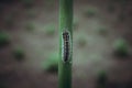 A beautiful industrious insect a bee Royalty Free Stock Photo