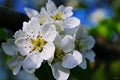 Beautiful inflorescence Royalty Free Stock Photo