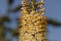 Beautiful Eremurus flower. One bee.