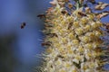 Eremurus flower. Bees collect pollen. Blue background