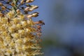 Beautiful Eremurus flower with bees. Bees collect pollen. Blue background