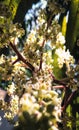 Beautiful Inflorescence of mango on mango tree in the garden