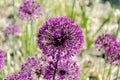 Beautiful inflorescence of ornamental onions with purple flowers