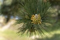 The beautiful inflorescence of a pine in this nature reserve near Vogelenzang