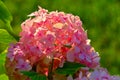Beautiful inflorescence of pink hydrangea close-up.