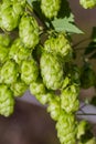 Beautiful inflorescences of hop cones close-up Royalty Free Stock Photo