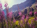 Beautiful inflorescences of wild willow tea in alpine meadows, close-up