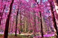 Beautiful infrared view into a purple fantasy forest