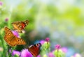Beautiful butterflies sitting on flowers.Summer colored nature background