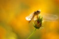 Beautiful insect and flower Royalty Free Stock Photo