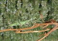 Green praying mantis Royalty Free Stock Photo