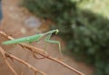 Green praying mantis Royalty Free Stock Photo