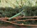 Green praying mantis Royalty Free Stock Photo