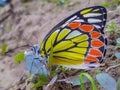 Beautiful insect macroview Royalty Free Stock Photo