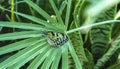 Beautiful insect in natural habitat of green forest.