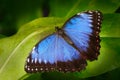 Beautiful insect in the nature habitat, wildlife scene. Butterfly in the green forest in Honduras, Central America. Blue butterfly