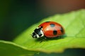 Beautiful insect red ladybug on a leaf. Live nature