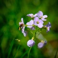 Beautiful insect searching for food on a sunny day in Germany.