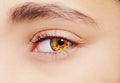 A beautiful insightful look eye. Royalty Free Stock Photo