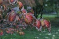 Beautiful intense autumn colored leaves of the flowering dogwood Cornus florida