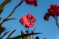 Beautiful intense fuccia flower between the garden