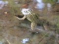 Beautiful intense green frog in the water swimming waiting for the dam Royalty Free Stock Photo