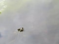 Beautiful intense green frog in the water swimming waiting for the dam