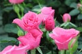 Beautiful intense pink roses and buds.
