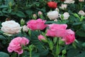 Beautiful intense pink and white roses and buds.