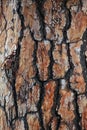 Beautiful interesting texture of rough bumpy Crimean pine bark of pine tree foreground closeup Royalty Free Stock Photo