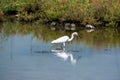 Beautiful of Intermediate egret Ardea intermedia with reflection on water Royalty Free Stock Photo