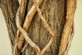 Beautiful intertwined tree roots background Royalty Free Stock Photo